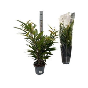 Ficus binn. 'Amstel King'