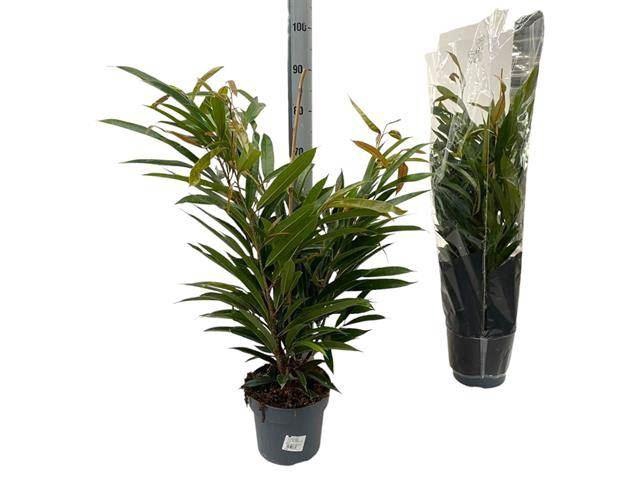 <h4>Ficus binn. 'Amstel King'</h4>