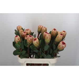 PROTEA GRANDICOLOR