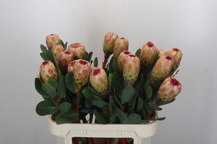 <h4>PROTEA GRANDICOLOR</h4>