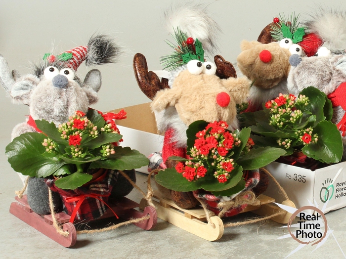 <h4>ARR KAMERPL</h4>