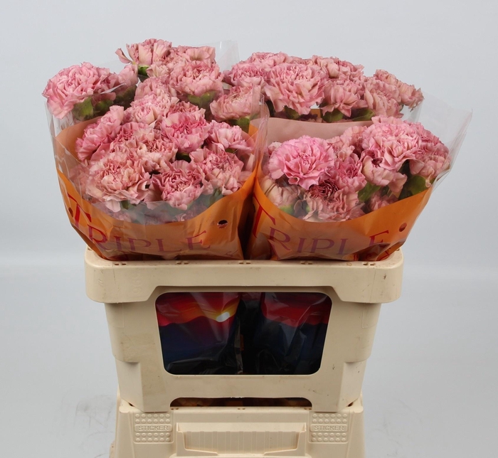 <h4>DI ST LEGE PINK</h4>
