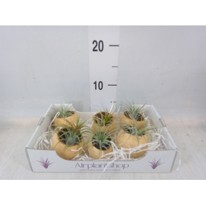 Tillandsia