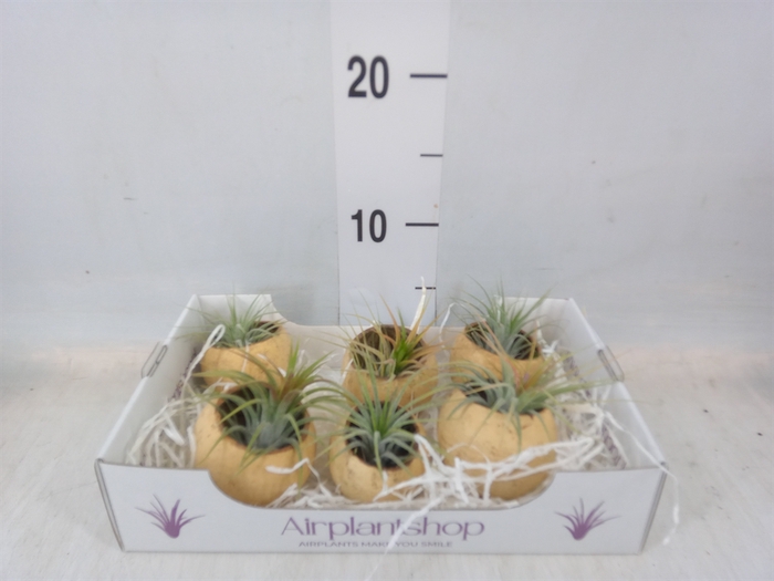 <h4>Tillandsia</h4>