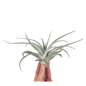 Tillandsia harissi XL