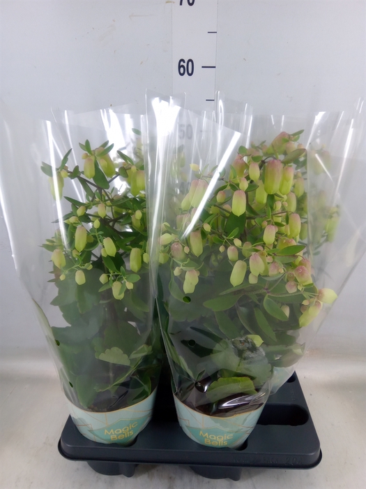 <h4>Kalanchoe  'Magic Bell'</h4>