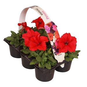Petunia rood 6p