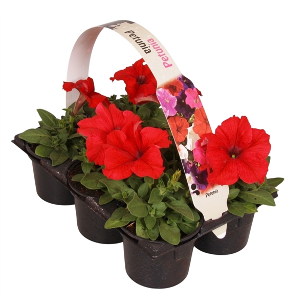 <h4>Petunia rood 6p</h4>