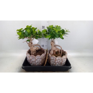 Ficus microcarpa 'Ginseng'