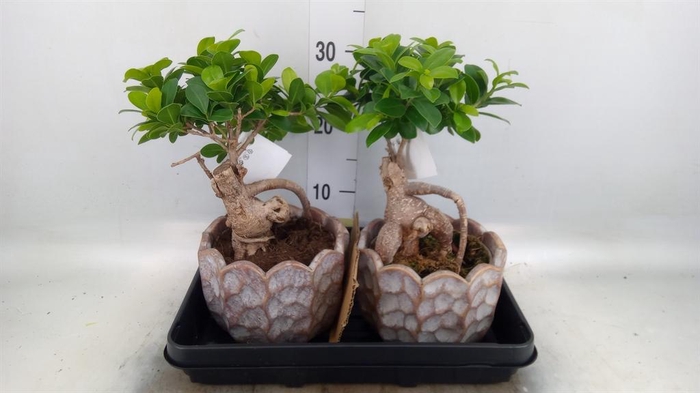 <h4>Ficus microcarpa 'Ginseng'</h4>