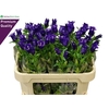 Campanula Cham Blue