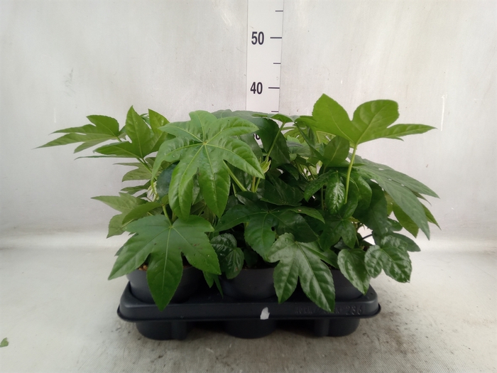 <h4>Fatsia japonica</h4>