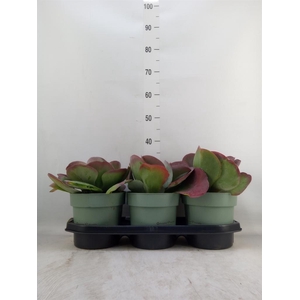 Kalanchoe NF thyrsiflora