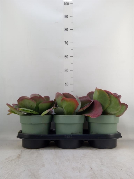 <h4>Kalanchoe NF thyrsiflora</h4>