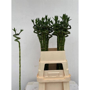 DRAC LUCKY BAMBOO