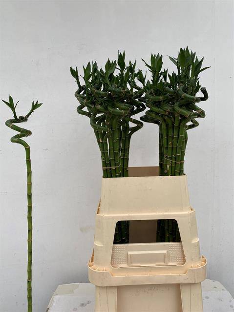 <h4>DRAC LUCKY BAMBOO</h4>