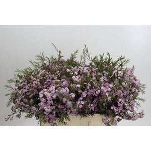 Chamelaucium Dancing Queen