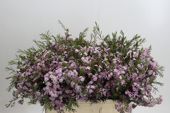 <h4>Chamelaucium Dancing Queen</h4>