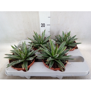 Agave victoriae-reginae