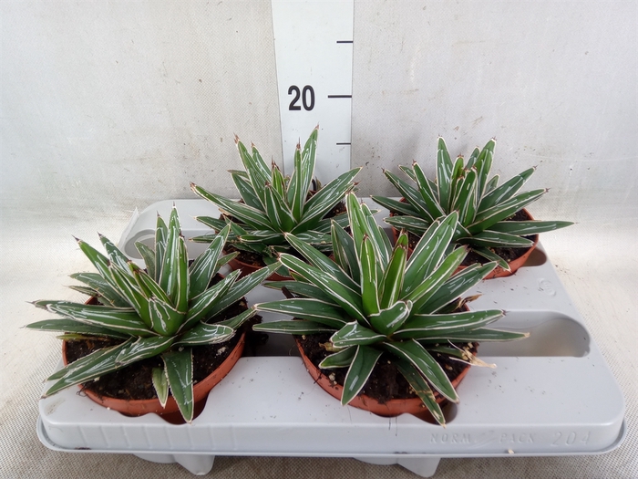 <h4>Agave victoriae-reginae</h4>