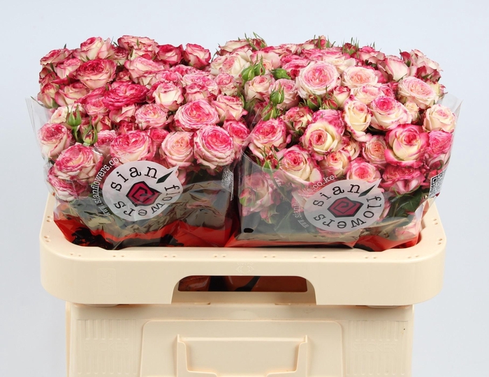 <h4>R TR STREET PARTY</h4>