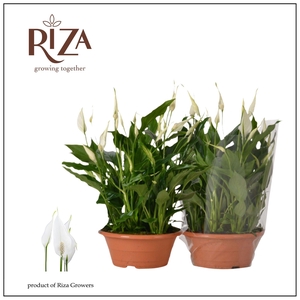 Spathiphyllum Bellini - 23 cm schaal