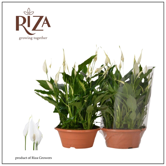 <h4>Spathiphyllum Bellini - 23 cm schaal</h4>