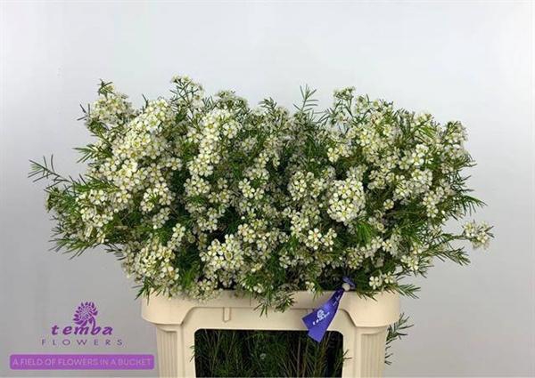 <h4>CHAME GRACE</h4>