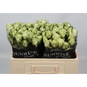 R TR POLA SENSATION+