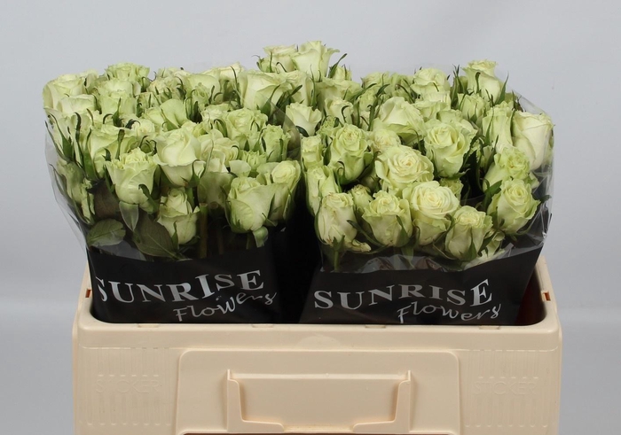 <h4>R TR POLA SENSATION+</h4>