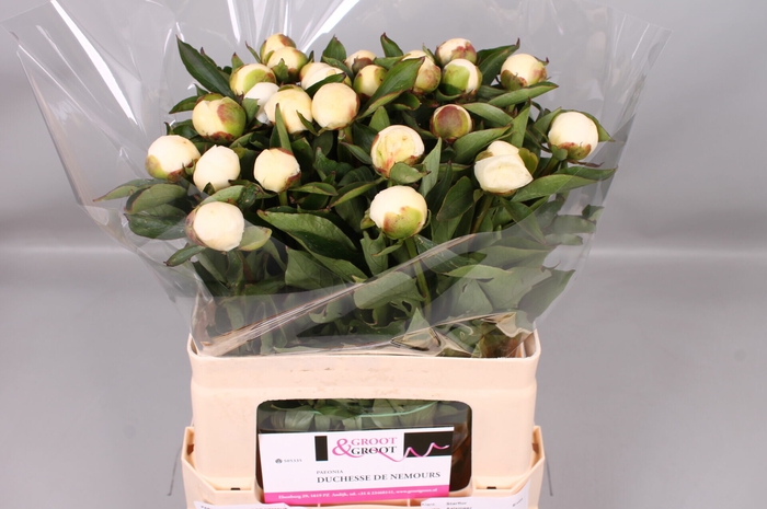 <h4>Paeonia Duchesse De Nemours</h4>