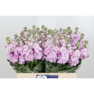 Matthiola Figaro L Rose