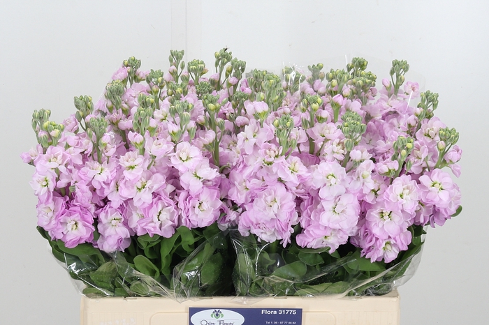 <h4>Matthiola Figaro L Rose</h4>