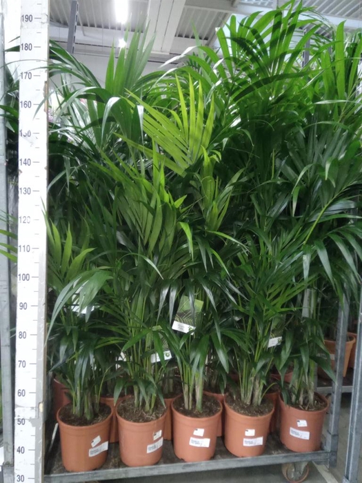 <h4>Howea forsteriana</h4>