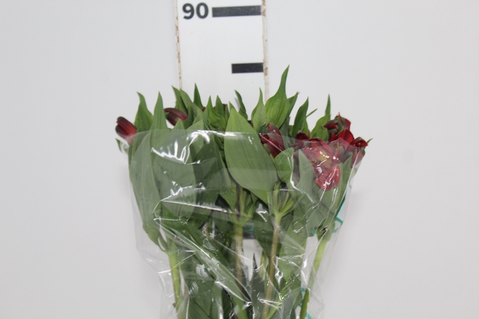 <h4>ALSTROEMERIA ANGELINA 080 CM</h4>