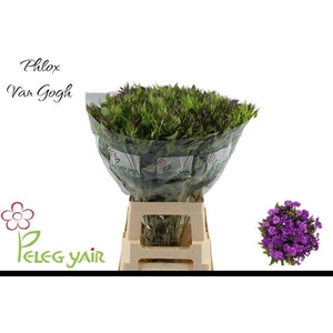 PHLOX P VAN GOGH