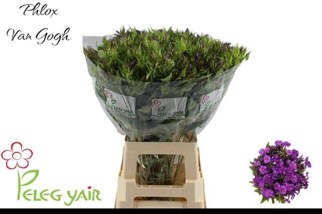 <h4>PHLOX P VAN GOGH</h4>