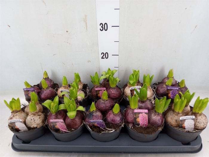 <h4>Hyacinthus orie. 'Pearl'  ...mix  3</h4>