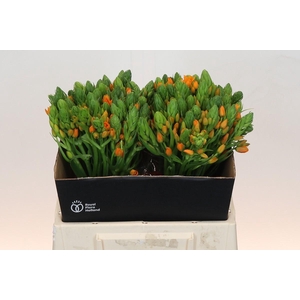 Ornithogalum Dubium Sunshine