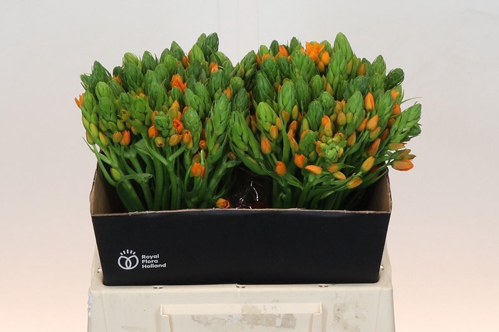 <h4>Ornithogalum Dubium Sunshine</h4>