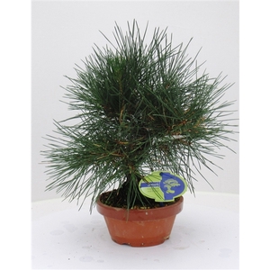 Pinus thunbergii, 16cm. (single item)