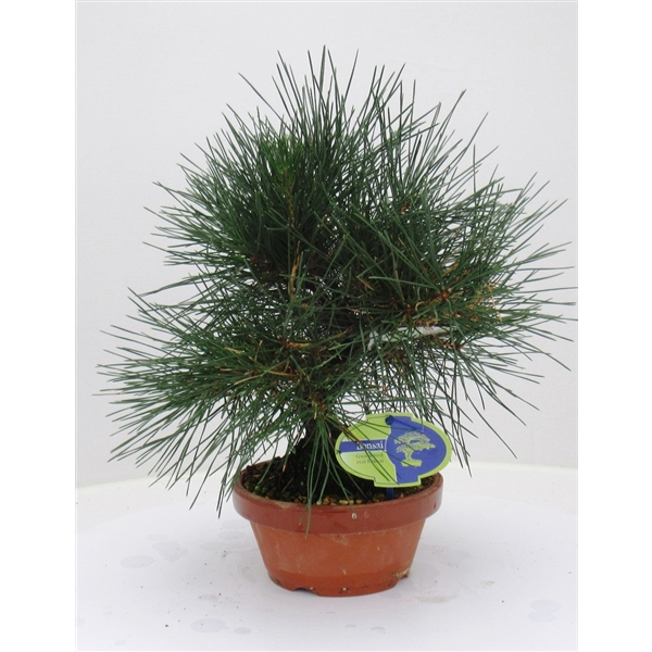 <h4>Pinus thunbergii, 16cm. (single item)</h4>