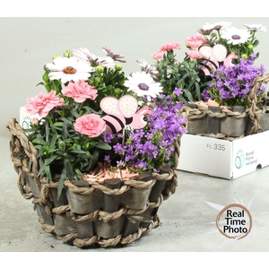 ARR TUINPLANTEN