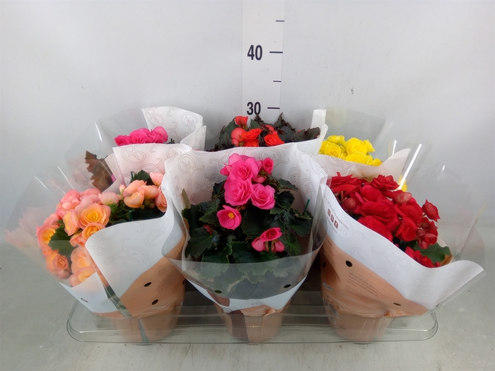 <h4>Begonia elat. DU   ...mix</h4>