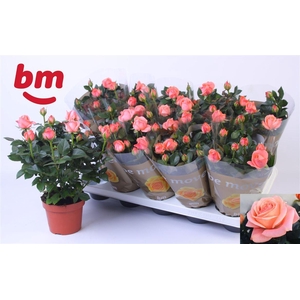 Rosa Candy Beau Monde