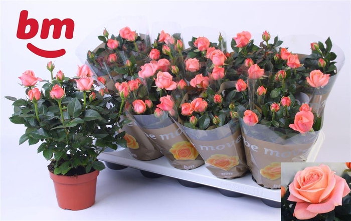 <h4>Rosa Candy Beau Monde</h4>