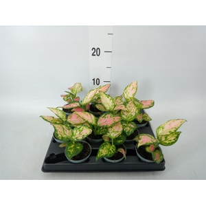 Aglaonema   ...