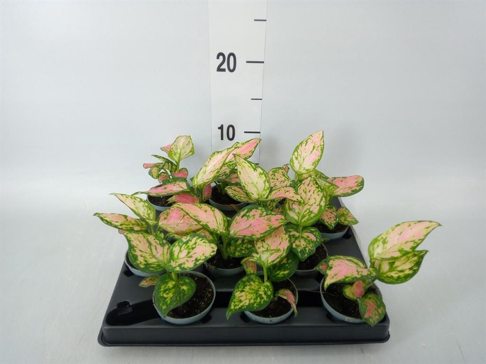 <h4>Aglaonema ...</h4>