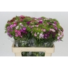 Dianthus Br Rainbow Mix