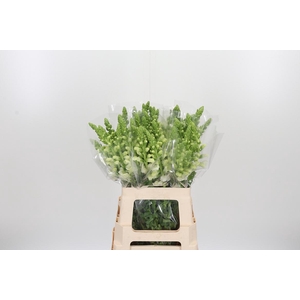 Antirrhinum - Po Early White